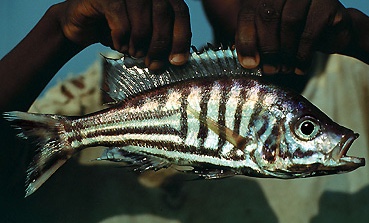 Hemibates koningsi 'Chituta'